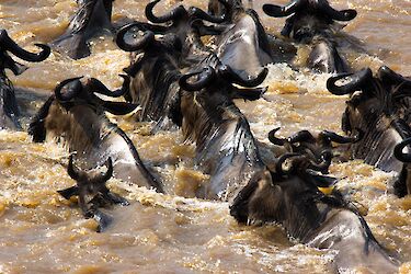 Gnus im Marafluss