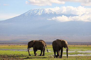 Tag 10: Fahrt zum Amboseli-Nationalpark