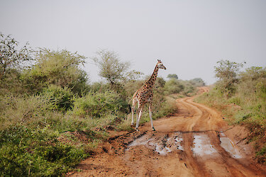 Giraffe im Murchison-Falls-Nationalpark