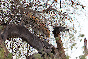Leopard steigt von einem Baum im Chobe Nationalpark Botswana