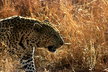 Leopard im Krüger Nationalpark
