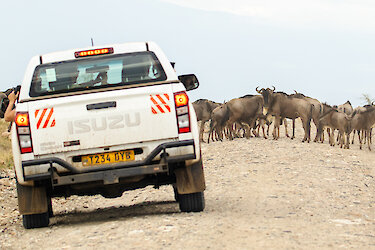 Eine Herde Gnus vor dem Mietwagen