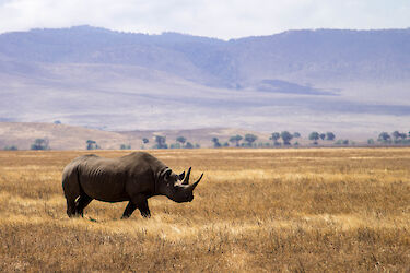 Tag 4: Safari im Ngorongoro-Krater