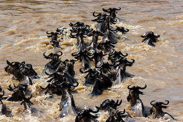 Gnus bei der großen Migration im Marafluss