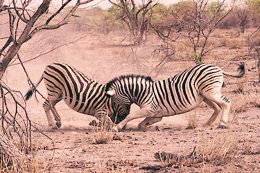 Kämpfende Zebras in Namibia