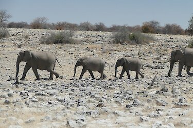 Elefanten im Etosha Nationalpark