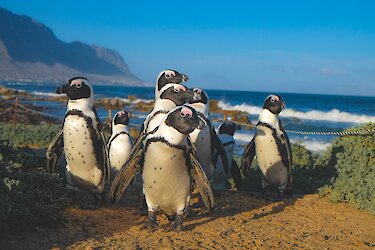 Brillenpinguine in Südafrika