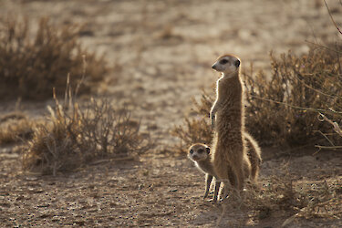 Erdmännchen in Namibia
