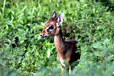 Dik-Dik im Lake-Manyara-Nationalpark