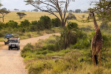 Safari Landcruiser mit Giraffe
